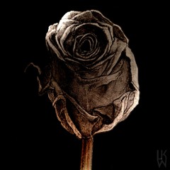 Rose noire [Ootol & Lukowig]