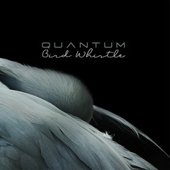 "Above The Sky" by Michael Vignola (Quantum Bird Whistle with Piano)