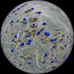 Bluebirds