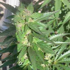 Ryan upchurch-Rollin Stone