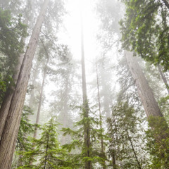 Looking up