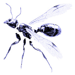 LES FOURMIS VOLANTES (prod. docent)