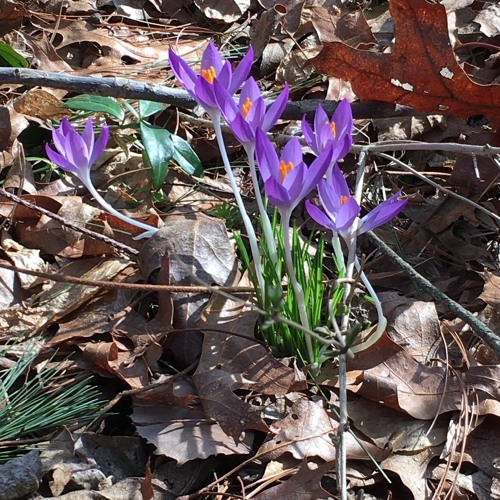 More Flowers of April