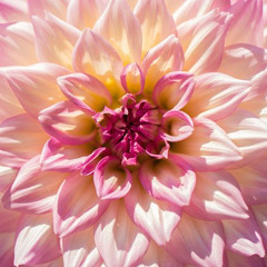 Merci Beaucoup x Woah Woah Ledger Mix