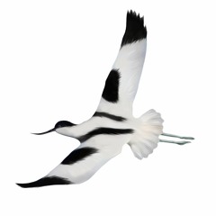反嘴鷸  Pied Avocet (Recurvirostra avosetta)