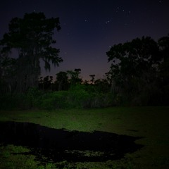 'Voices of a Flyway' Soundscapes: Night Time Along the Bayou
