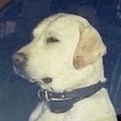 Dogs Barking