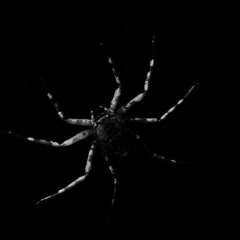 Spider Web