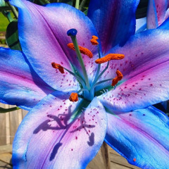 CATTLEYA 01
