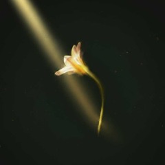 At Least We Got Hope