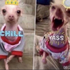 what r we posed 2 be + legist