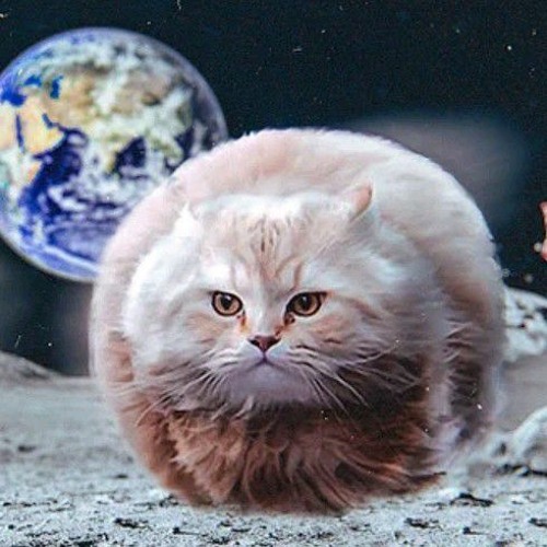 Stream jip Listen to DeMoniC CaTs (Demonic Little Grey Cat) playlist