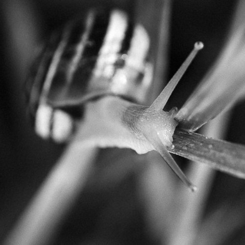 string faugl