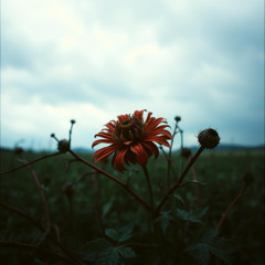 Toxic Bloom