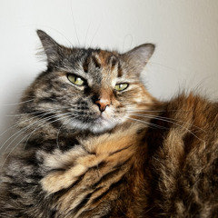 Findik's Dinner Time