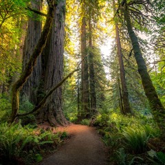 An Odyssey at 33 1/3 | Part Five | Forest Bathing