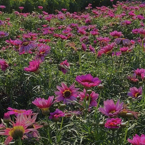 Daydream-Temporex (sped up)