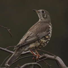 Mistle Thrush in song