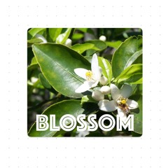 Blossom