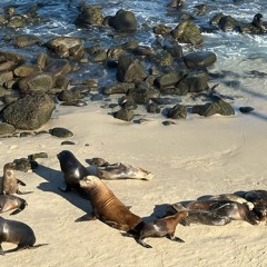 Slime 4 Seals (ft. Pradaglocki)