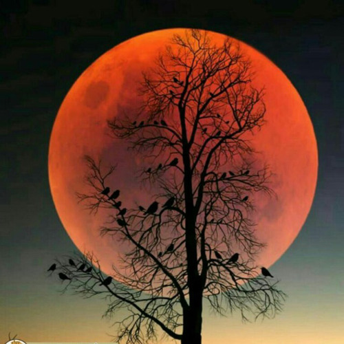 گلهای تازه -برنامه ۱۴۲شجریان