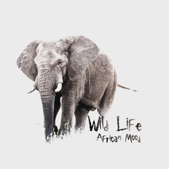 Wild Animal Sounds