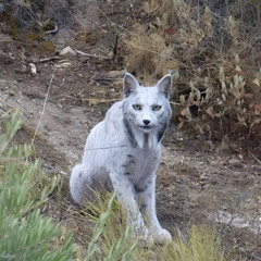 Pretty Putty Cat (Low)