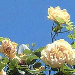 soular flare