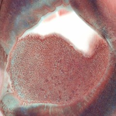 mylėt tave taip beprotiška ir keista