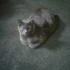 MinHouseCat