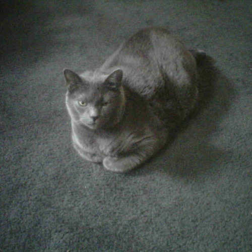 MinHouseCat