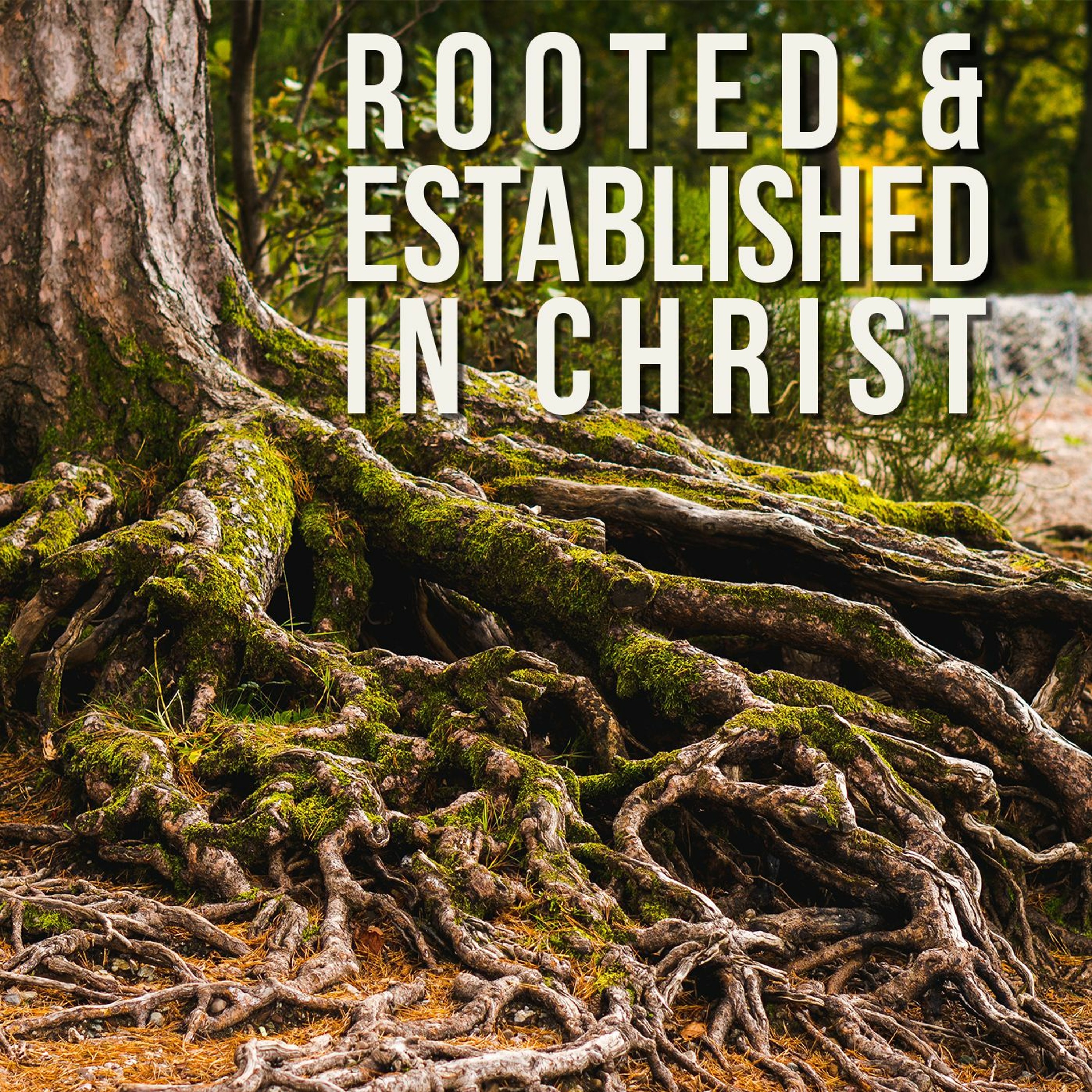 Rooted and Established in Christ episode artwork