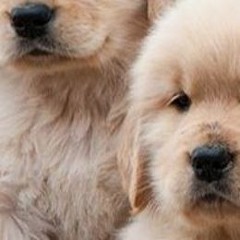 dog food [8-13-20]