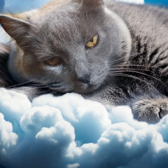Elegy over a beloved cat