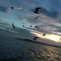 Yüksek Sadakat -- Belki Üstümüzden Bir Kuş Geçer