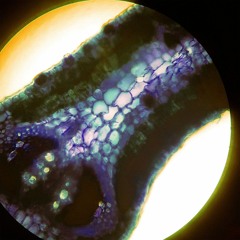 Panspermia - Ukhtoma