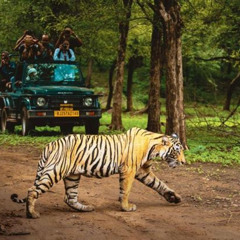 Review Special Price 4 Day Golden Triangle With Ranthambore Tiger Safari Tour From Delhi