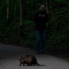 Dusk to dawn chorus in old-growth forest, Färnebofjärdens NP (May 14, 2022)