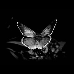 Kolzoff - Butterfly
