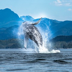 Humpback Sounds