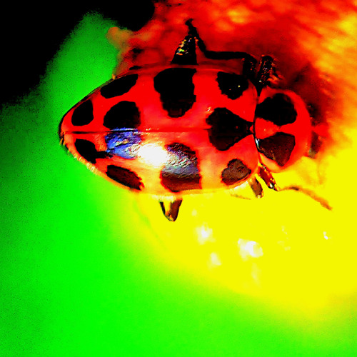 Ultraviolet Lullabies