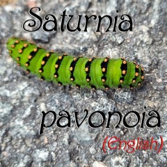 Saturnia Pavonia II