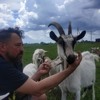 «З 10 літрів молока лишається кілограм сиру»: репортаж з сироварні ветерана АТО Павла Білоуса «З 10 літрів молока лишається кілограм сиру»: репортаж з сироварні ветерана АТО Павла Білоуса