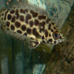 davidisnotonfire - gayfish #cheetahboyzykwegaybitch