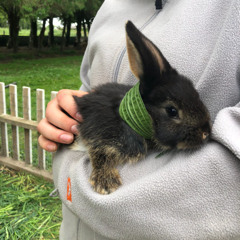 rabbit happiness