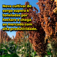 Nova cultivar de sorgo supera 6 toneladas por hectare e chega ao mercado com alta produtividade.