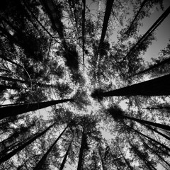 Whiskey And Reds Demo.mp3