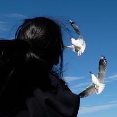 fly away