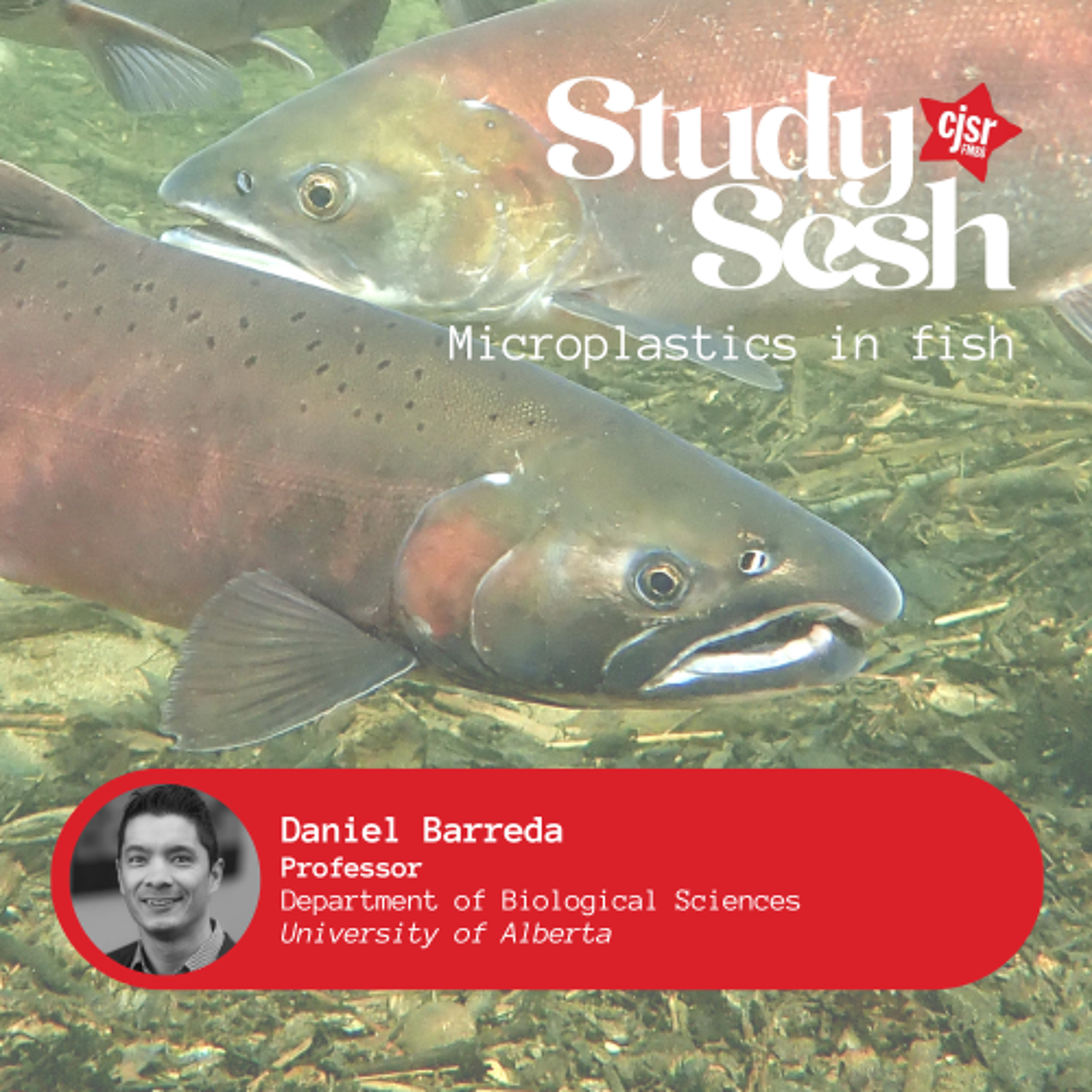 Microplastics in fish | Study Sesh episode artwork