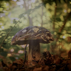 Good Autumn